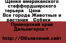 Щенки американского стаффордширского терьера › Цена ­ 20 000 - Все города Животные и растения » Собаки   . Приморский край,Дальнегорск г.